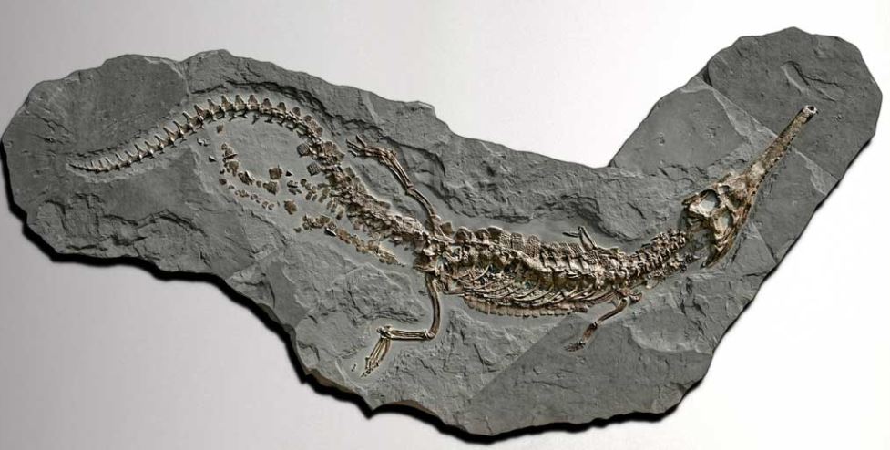 Holzmaden Tagesexkursion 01.07.2023